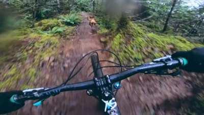 Trail dog absolutely smoking it down a mountain