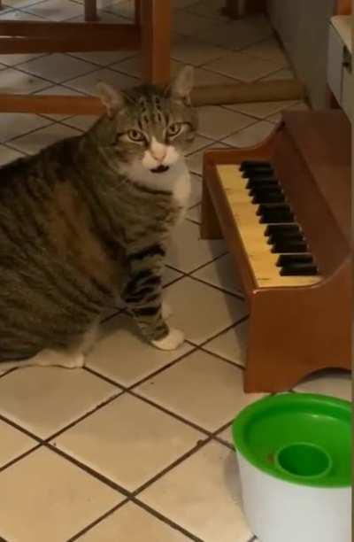 Chonky Boy performs for dinner