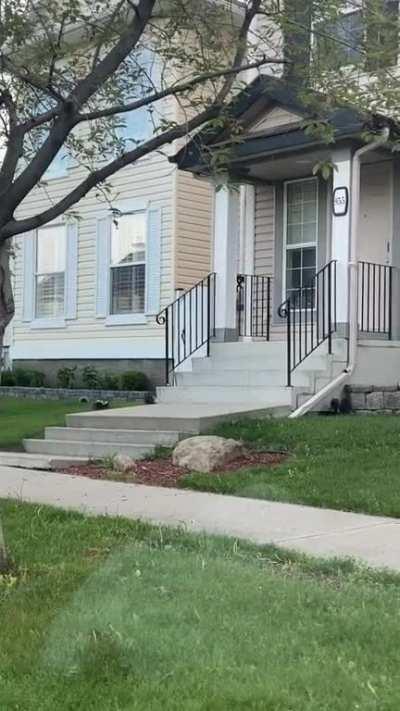 Whole family of skunks taking shelter under Prestwick home's stairs
