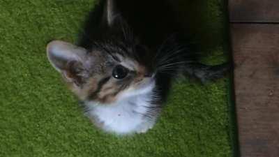 He did his first “meow” with us today