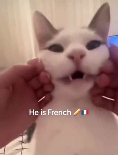 When your cat's meow is the most refined thing in your house.