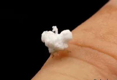 🔥 The flatid planthopper, also called the 