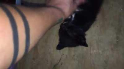 big kitty small kitty encounter startle