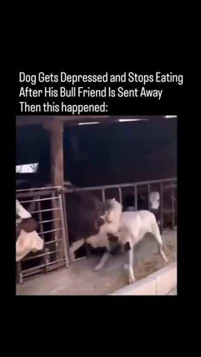 Animals have better hearts than us