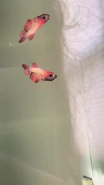 Please help, choking???