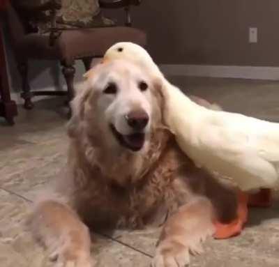 Doggo and Duck