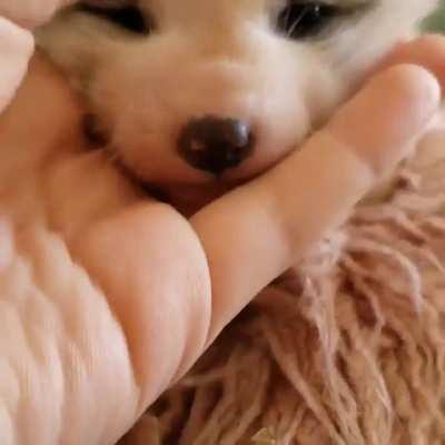 Rhea the fox, from Yuna the Fox's facebook page.