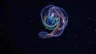 Bioluminescent comb jelly swimming (cestum veneris, also known as Venus girdle)