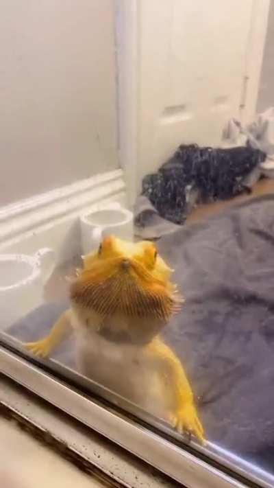 Omg #beardeddragon #lizards #funny