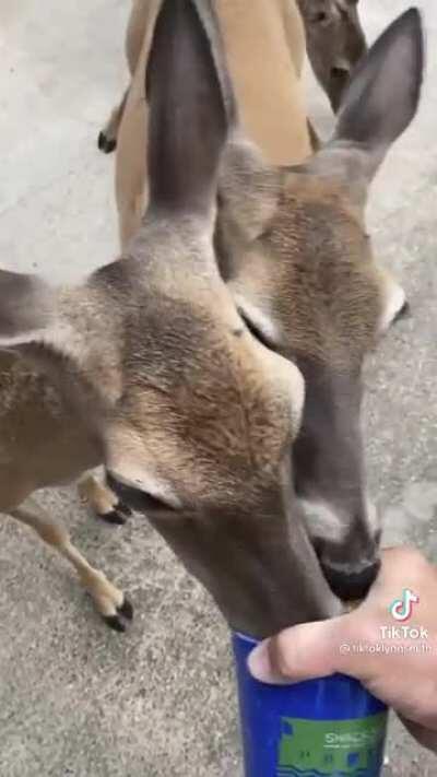 He feeds the deer near his property so they always visit him in the morning