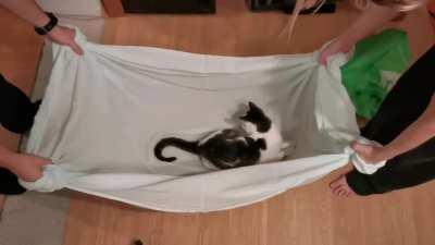 Our girl loves to be thrown around in a blanket