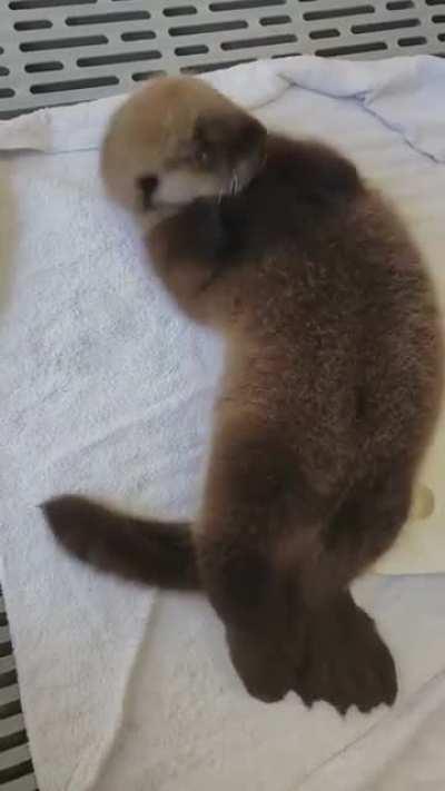 Little Lupine wiggles too!