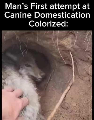 Praise Spez For Forest Puppies