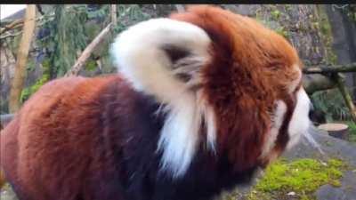 red pandaaaaaaaaaaaaaaaaaaaaa