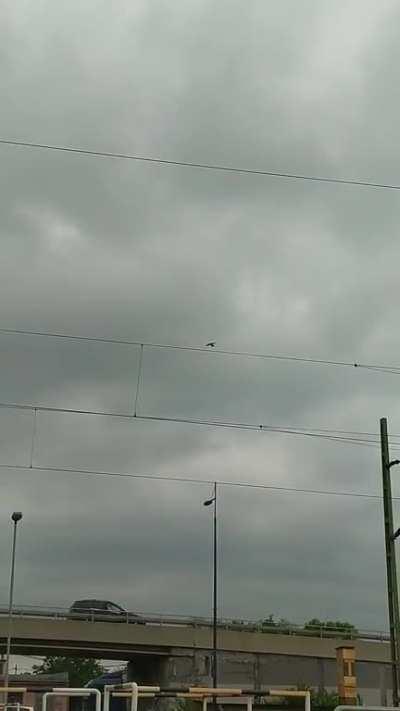 Bird hovering in one place