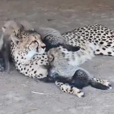 fOuR pRedAtOrs cAtCh a pOoR cAt