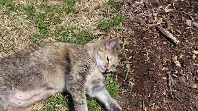 2006 model, seems to have some kind of software fault. No other mechanical issues.