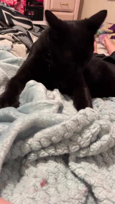 Opal is very serious about her bed-kneading.