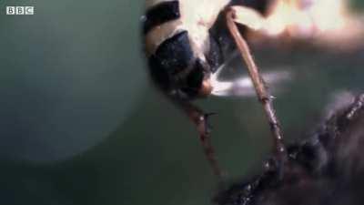 The Bombardier Beetle.