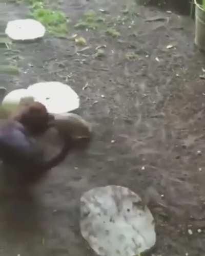 Dog teaching turtle how to play with ball