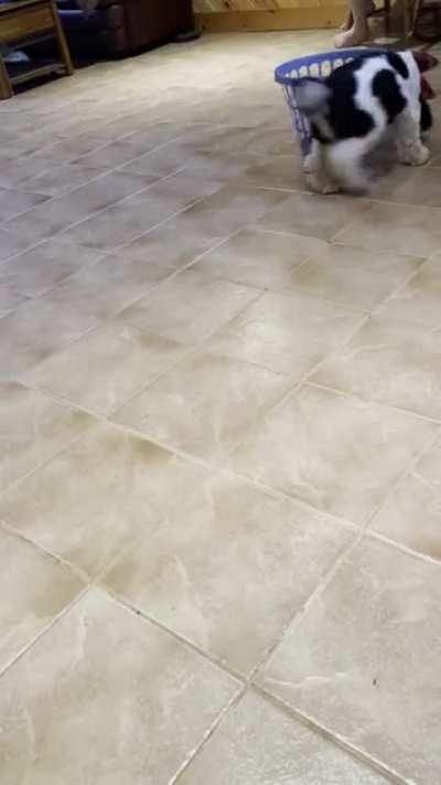 Cletus can’t get his ball