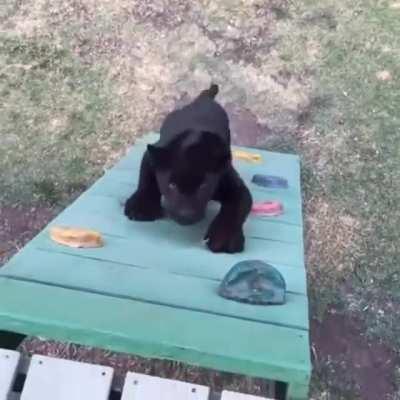 There are two types of animals