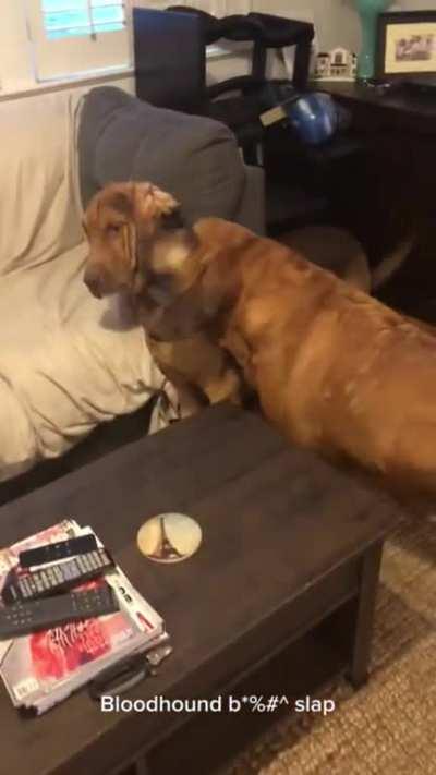 If I was a dog, I would be this annoying.