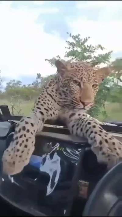 Wild leopard chills on a safari vehicle, showing no fear of humans