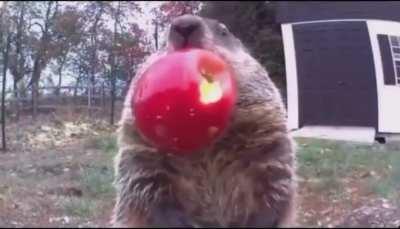 A groundhog named Chunk is stealing food from a farmer in Delaware and eats it in front of a camera