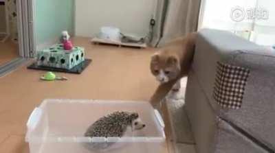 Peludito arrepentido