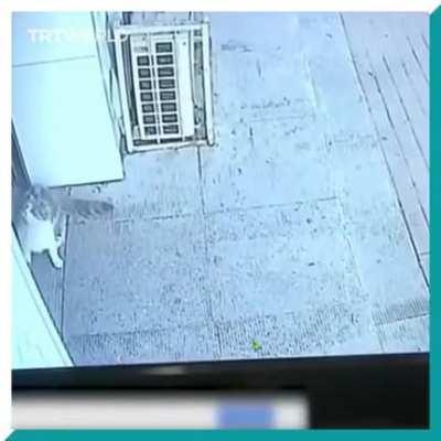 A flying cat, a shoe wearing dog and a man knocked unconscious