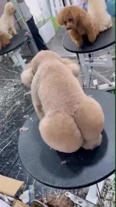 This dogs haircut