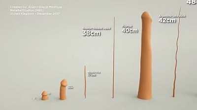 Animal penises size comparisons