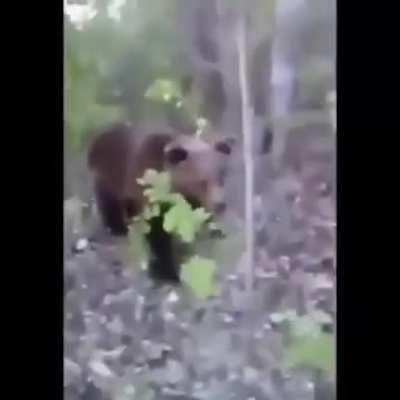 Kick a bear? Sure what could go wrong