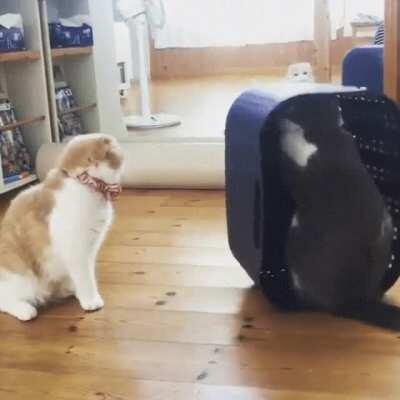 I think something is wrong with Frank