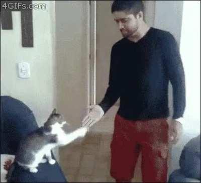 When your cat is a total bro.