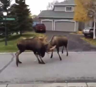 2 moose or Buffalo or something fighting in a neighborhood