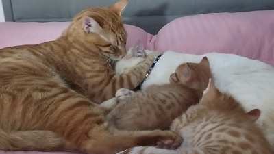 Uma família fofa ❤️‍🩹