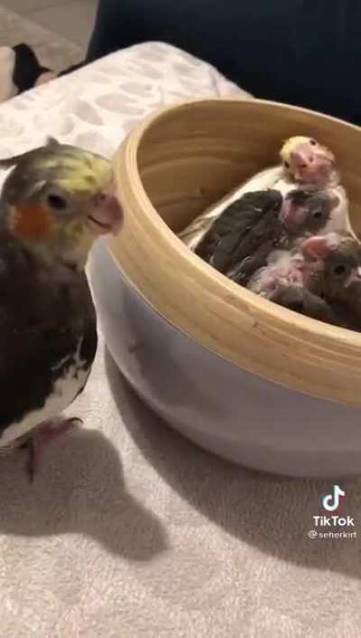 Obviously learned from a human, but like us nonetheless