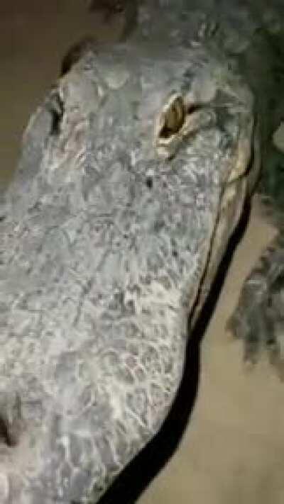 Thanks I hate sneaky reptiles