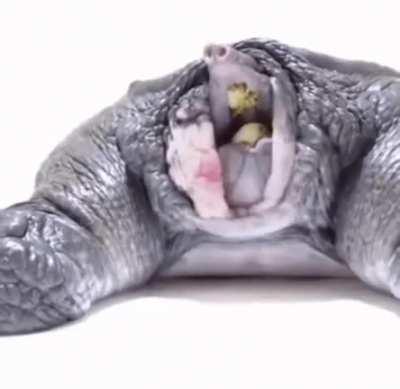 В случае опасности мягкотелая черепаха прячет голову. Также необычной особенностью мягкотелых черепах является то, что они способны к дыханию кожей — она покрыта плотной сетью капилляров и может получать кислород прямо из воздуха.