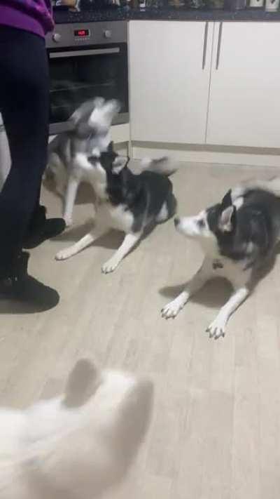 Feeding frenzy for pomsky puppers