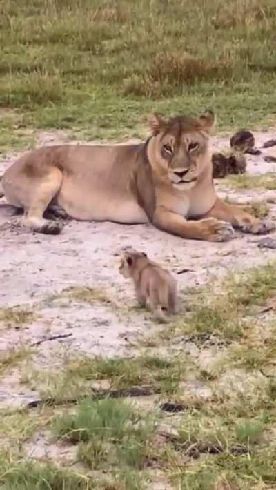 A mighty roar in progress!