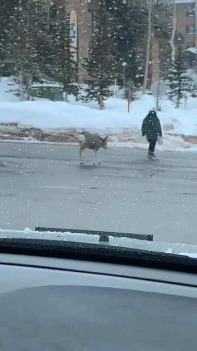 Lady helps Deer safely walk across street
