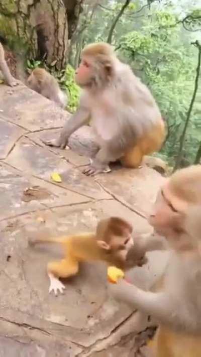 Poor kid got shoved by an adult monke