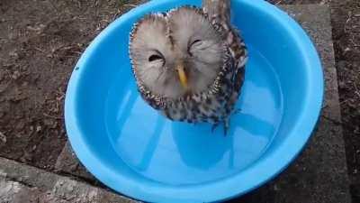 Little owl drinking water