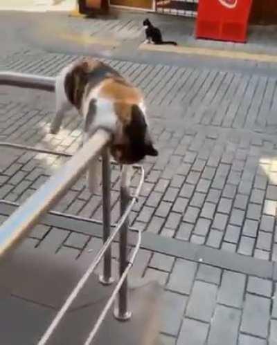 Unsure if 'laziest cat ever' or 'living his best life...