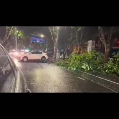 Not the best way to remove trees from the street.