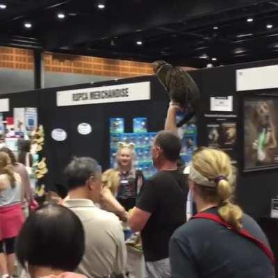 Cat n' man, the ultimate attraction duo