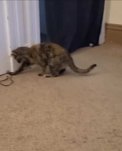 Olive is flinging her string again but she doesn't like to play if she knows I'm recording